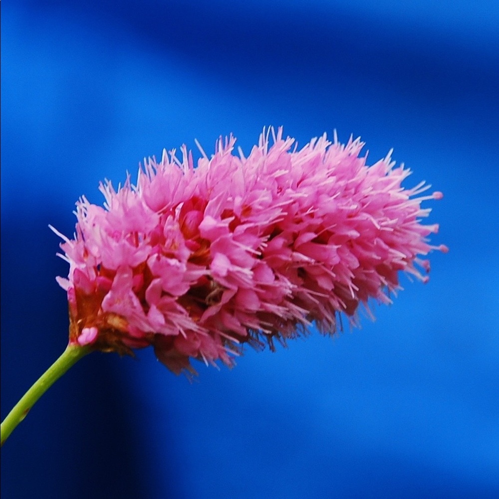 Meet your Posher, Renee